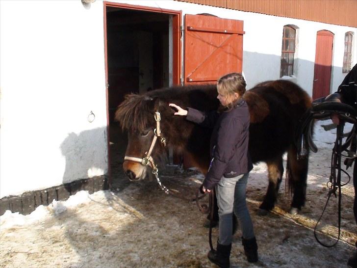 Islænder Fjalladis fra Mols - på vej op i trailer billede 6