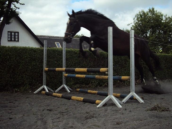 Hannoveraner Londrink billede 1