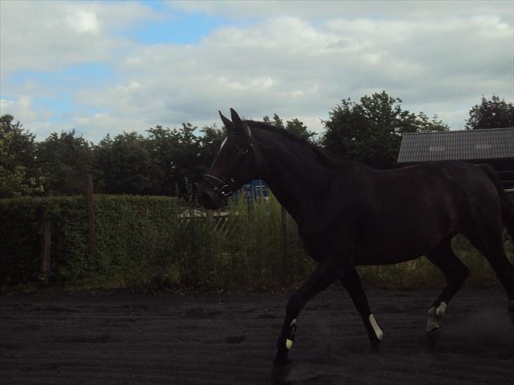Hannoveraner Londrink billede 2