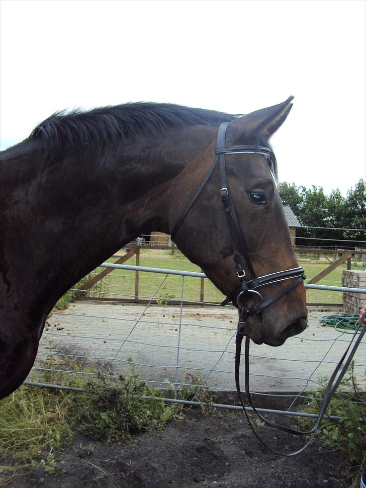 Hannoveraner Londrink billede 3