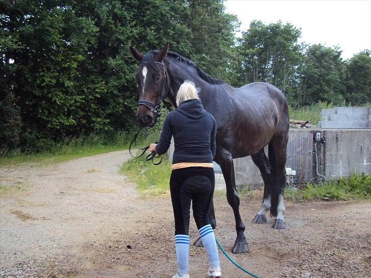 Hannoveraner Londrink billede 4