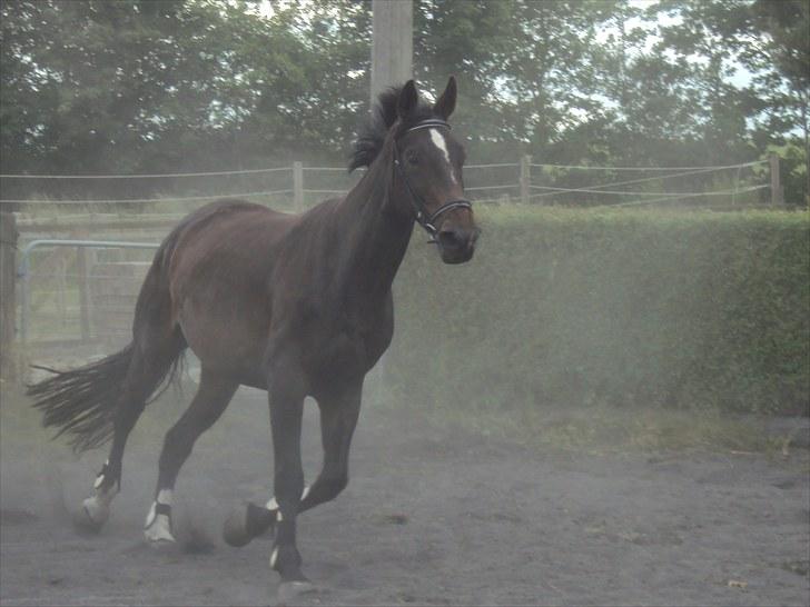 Hannoveraner Londrink billede 5