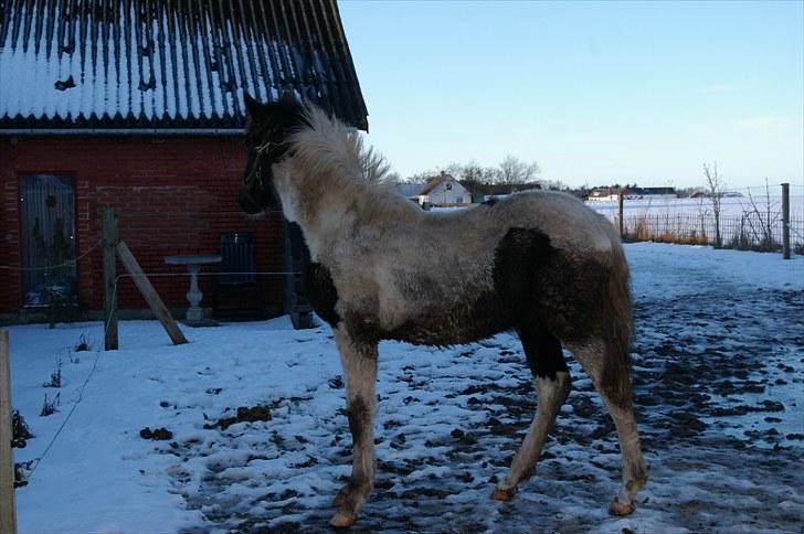 Pinto Zæzar (Solgt) - Zæzar Januar 2010 billede 17