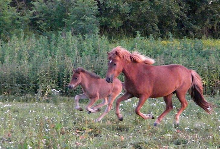 Islænder Stjarna frá Gili billede 11