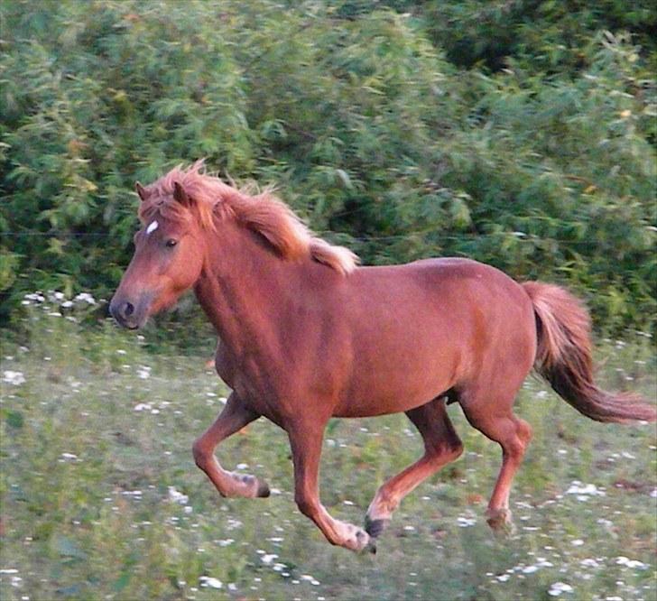 Islænder Stjarna frá Gili - Juli 2010 billede 12