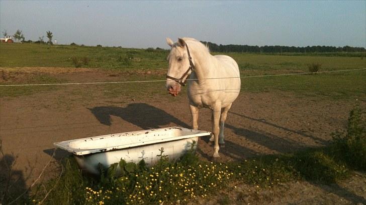 Lipizzaner Meldrups Equinox Pluto - Min skønne Equinox.. billede 12