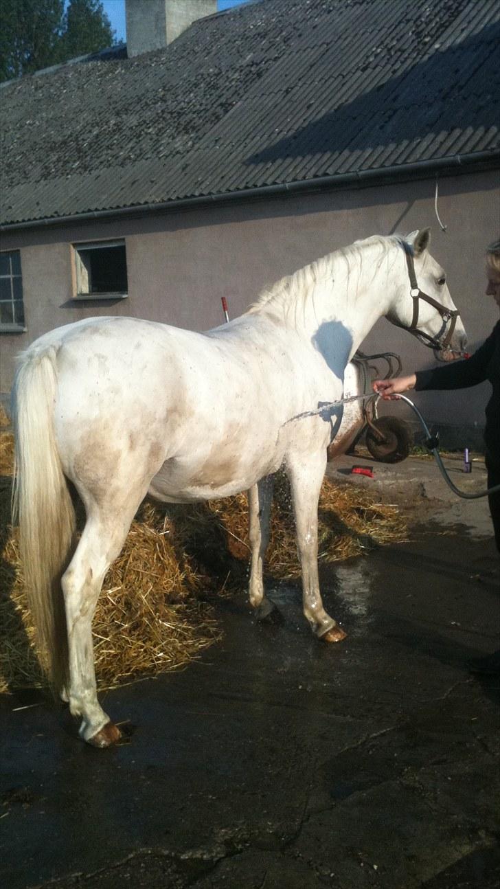 Lipizzaner Meldrups Equinox Pluto - Så skal der vaskes!! billede 13