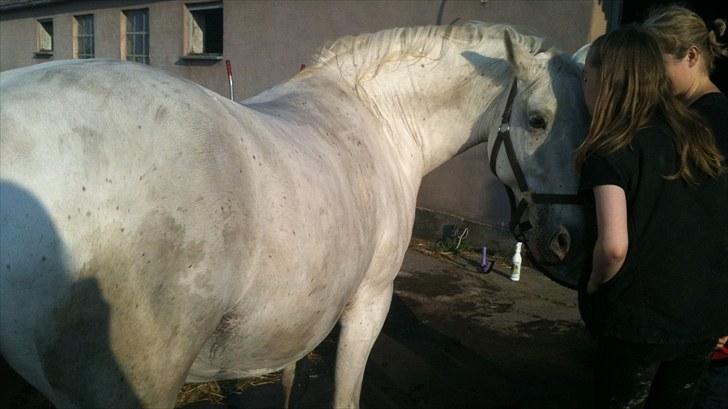 Lipizzaner Meldrups Equinox Pluto - Godbidder smager altid godt.. billede 14