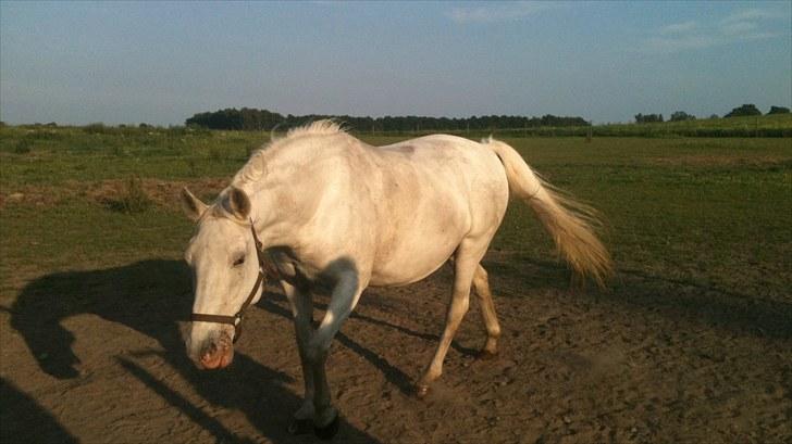 Lipizzaner Meldrups Equinox Pluto - En dejlig hest- Equinox.. billede 2