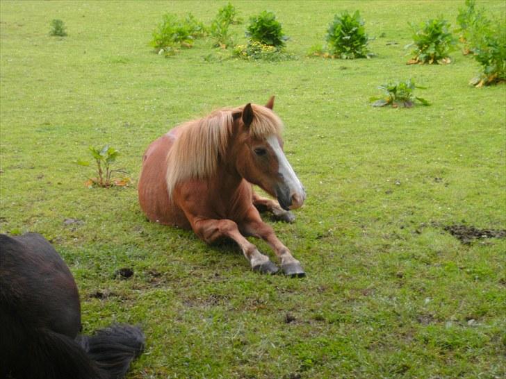 Islænder | Kvika RIP - Kvika<3 billede 2