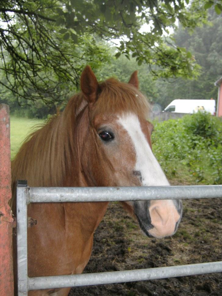 Islænder | Kvika RIP - Kvika<3 billede 5
