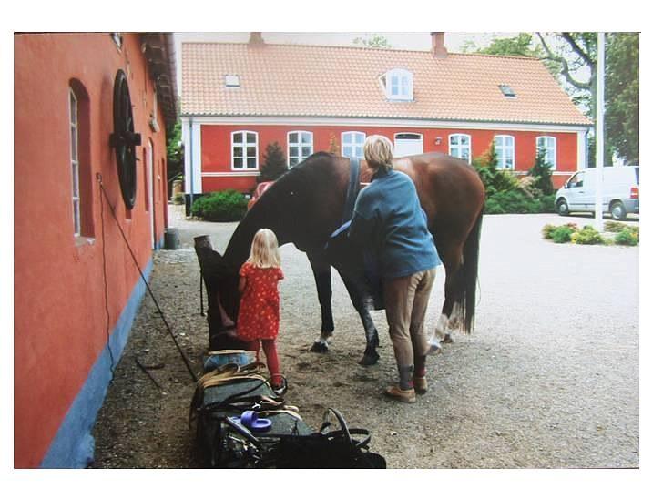 Trakehner | Ultimo RIP - Jeg hjælper min mor med at sadle Ultimo af<3 billede 3