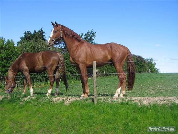 Frederiksborg Aragorn Nielsbogaard - Aragorn da han var hingst :D billede 11