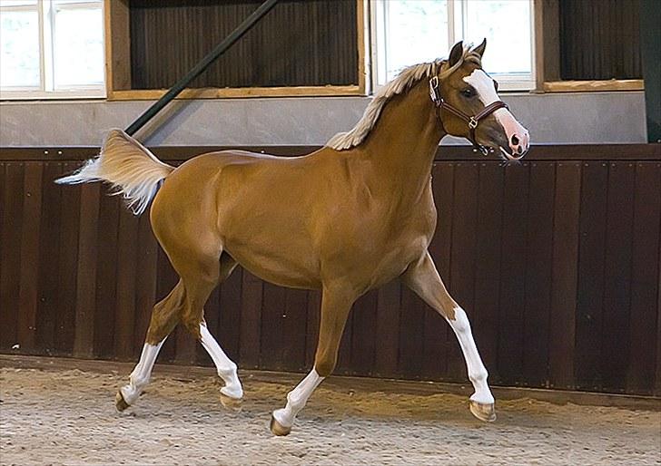 DSP Boccia RSDH - Boccias datter Grazy fik 2-års præmiering til reitponyskue i 2010 billede 20