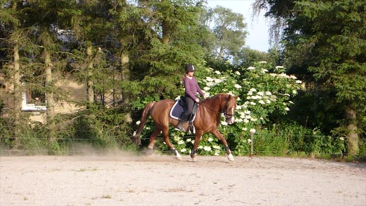 Hollandsk Sportspony Morano 5 - Dressur der hjemme på banen<3<3<3 billede 18