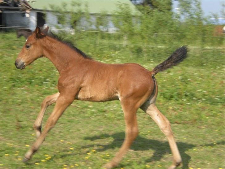 Anden særlig race Stald carola´s  cassidy  Solgt billede 12