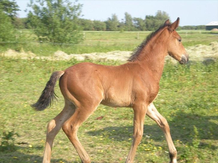 Anden særlig race Stald carola´s  cassidy  Solgt billede 13