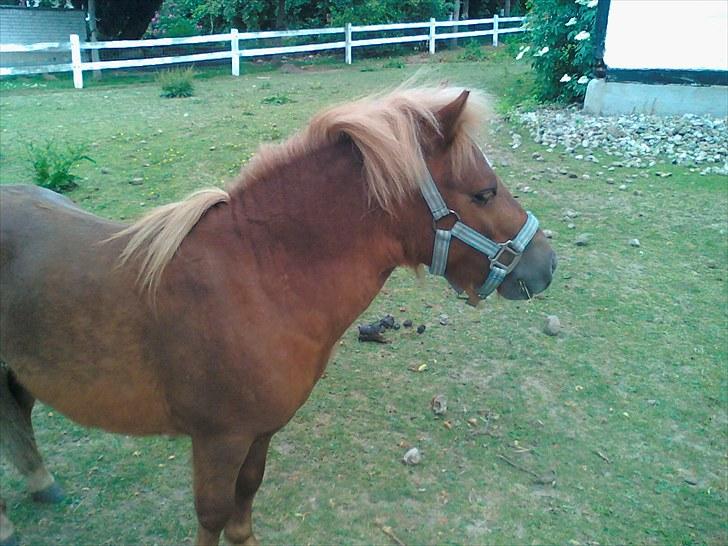 Shetlænder Chesney G. SOLGT billede 7