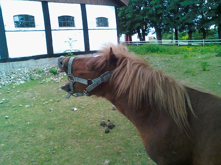 Shetlænder Chesney G. SOLGT - Gaaaaab :D billede 8