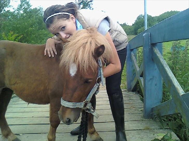 Shetlænder Chesney G. SOLGT - Jenny & Chesney (: billede 9