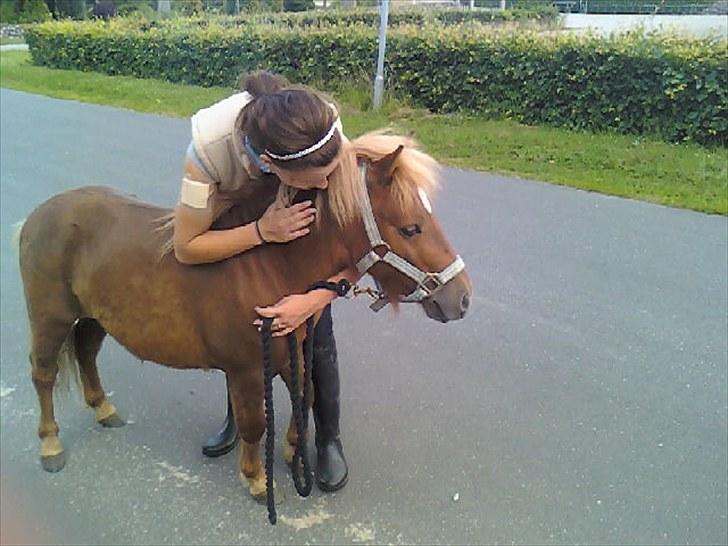 Shetlænder Chesney G. SOLGT - Chesney & Jenny (; billede 10
