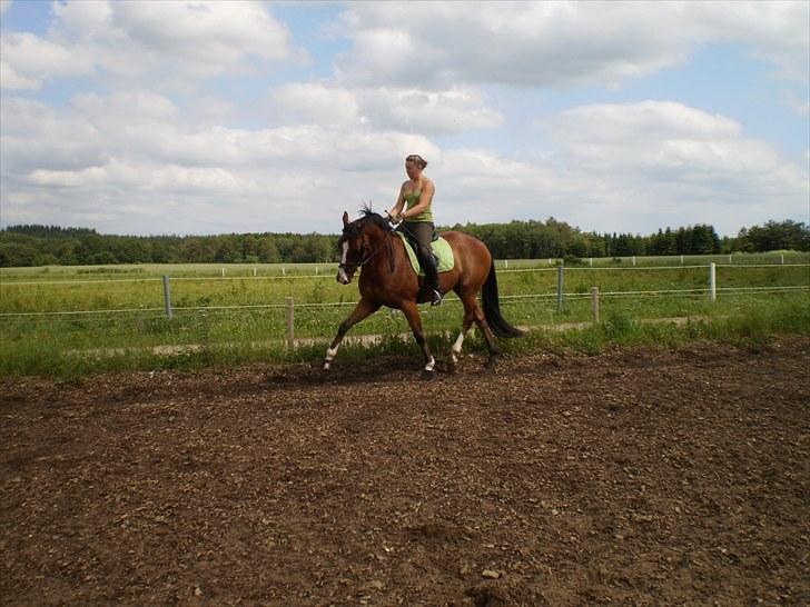 Tysk Oldenburger Linaro-L - Træning d. 4. juli 2010 (: billede 5