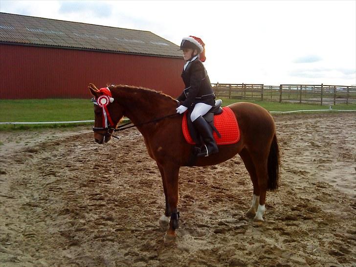 Welsh Cob (sec D) misty ( solgt:´-/ ) - julestævne det er altid hyggeligt<3 billede 3