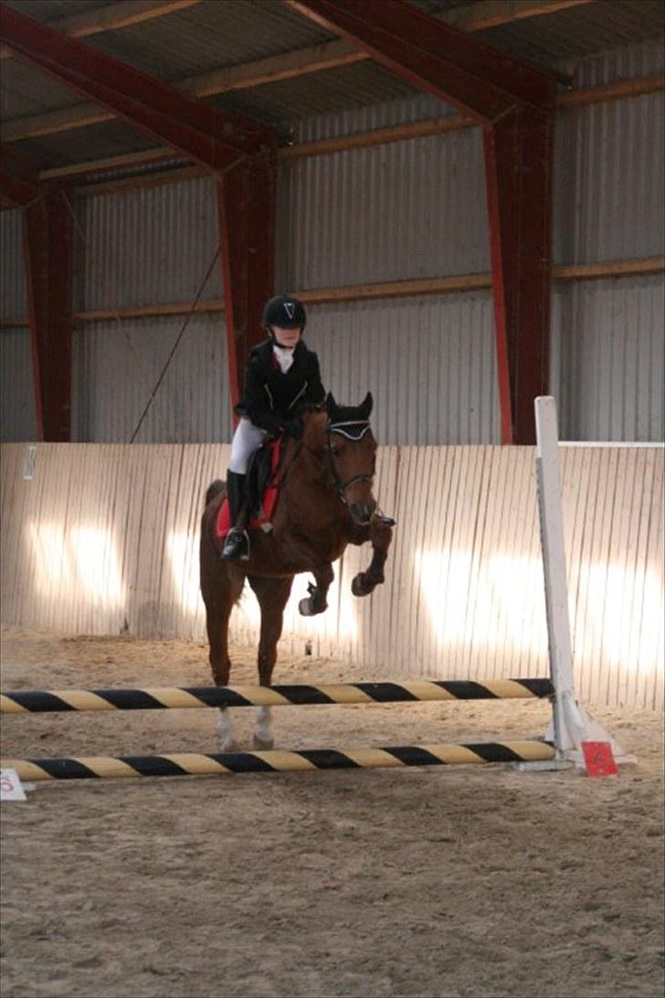 Welsh Cob (sec D) misty ( solgt:´-/ ) - mig og misty til vores første spring stævne<3 billede 4