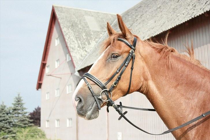 Anden særlig race Safir - Safir med den nye trense  billede 16