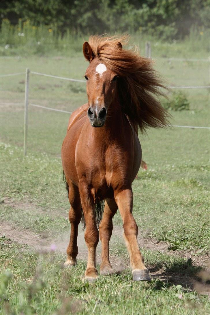 Islænder Bergdis Frá Króki - Lækre Tøs xD billede 13