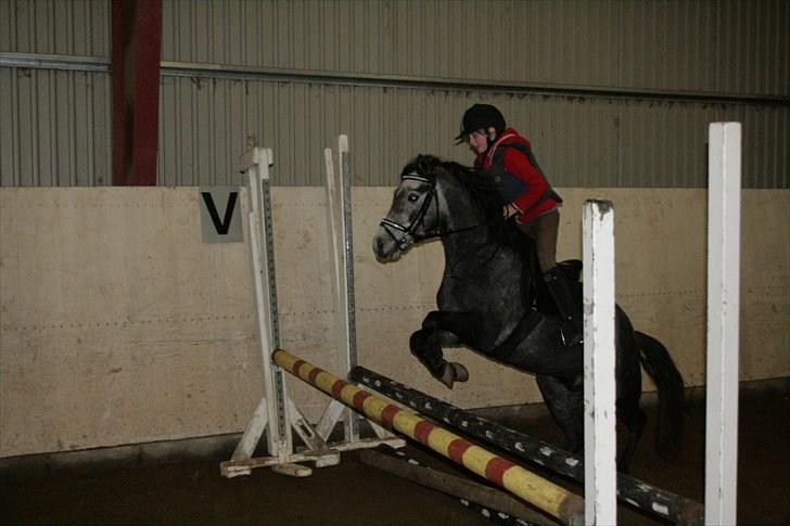 Dartmoor Innis Jerry SOLGT  - vi springer 60cm sammen  billede 2