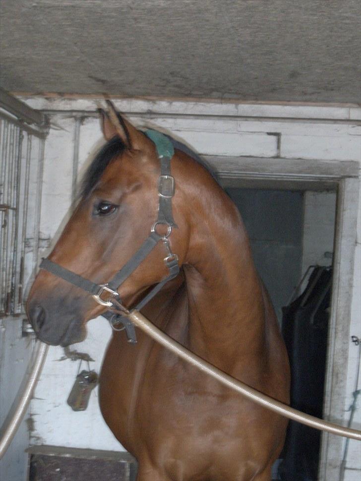 Dansk Varmblod Starlight´s Sidney billede 17