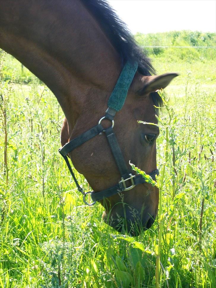 Dansk Varmblod Starlight´s Sidney billede 19