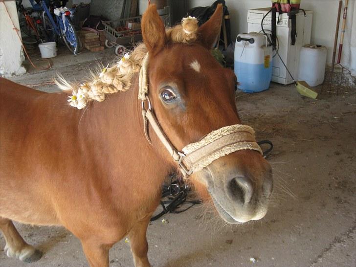 Shetlænder Kasper R.I.P SAVNET! <3 - taget af mie billede 15