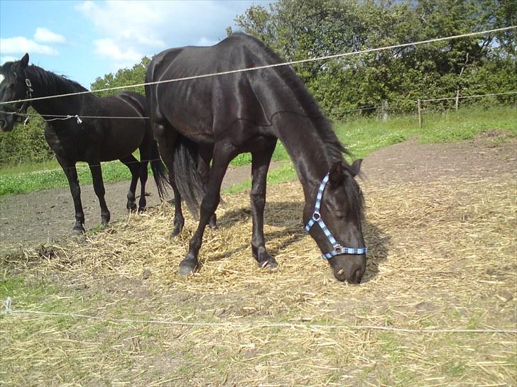 Frieser Beauty billede 11