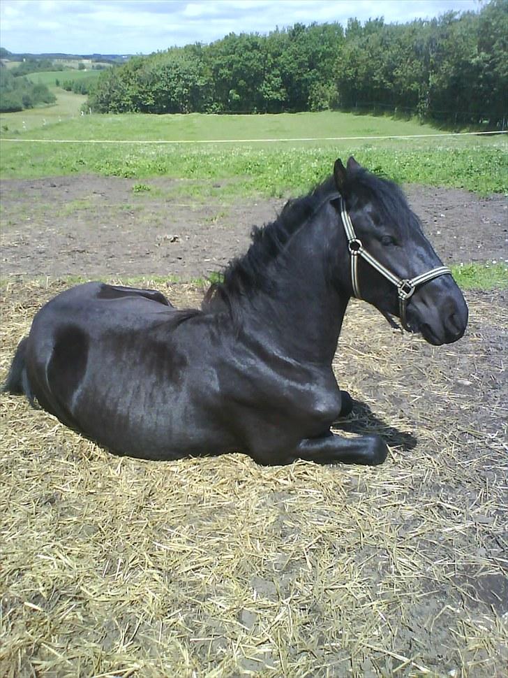 Frieser Beauty billede 12