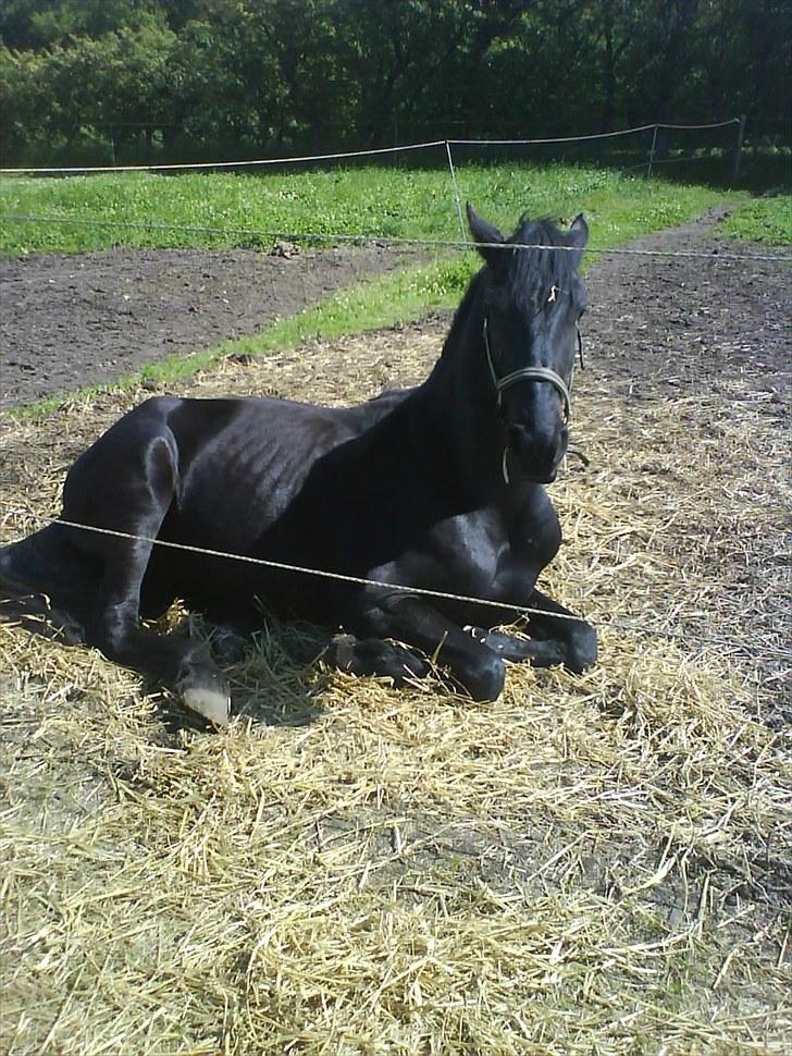 Frieser Beauty billede 13