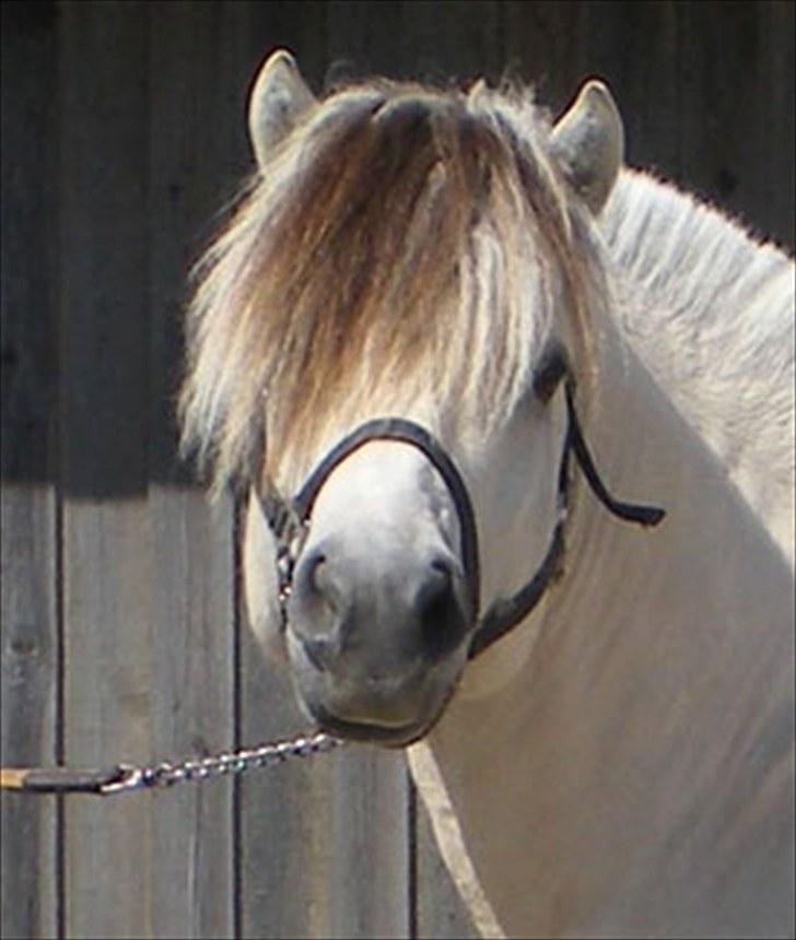 Fjordhest FinFin  (HINGST) billede 2