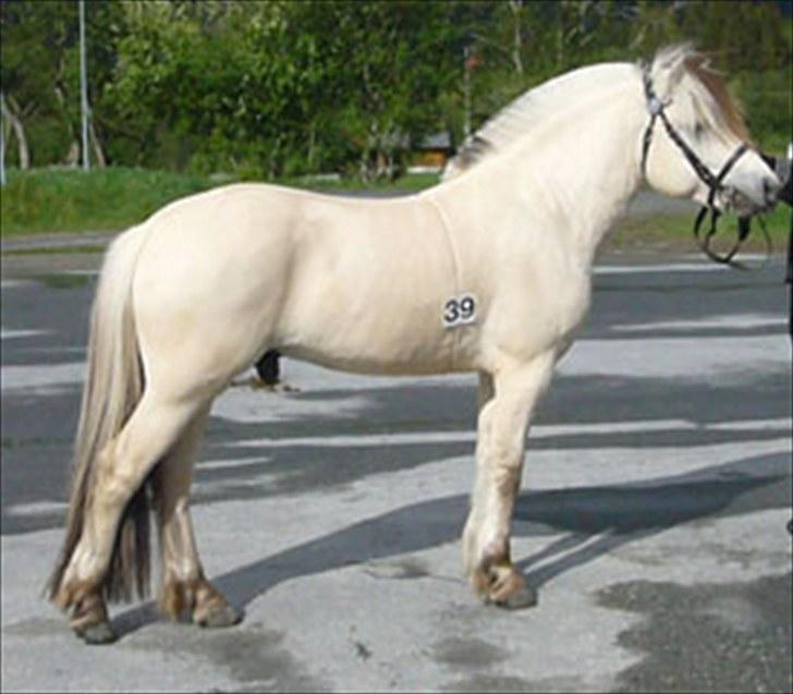 Fjordhest FinFin  (HINGST) billede 3