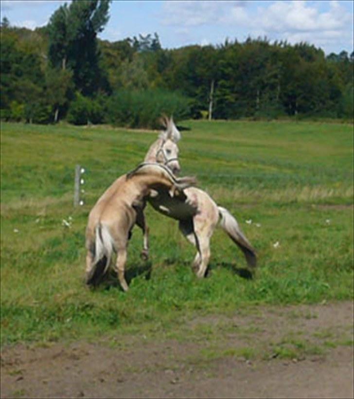 Fjordhest FinFin  (HINGST) - FinFin leger med Model skovå(: da han lige var kommet hjem, da de havde købt ham i norge billede 4