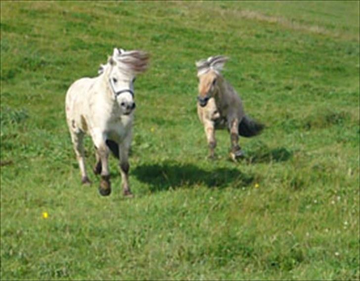 Fjordhest FinFin  (HINGST) - FinFin leger med Model skovå(: da han lige var kommet hjem, da de havde købt ham i norge billede 5