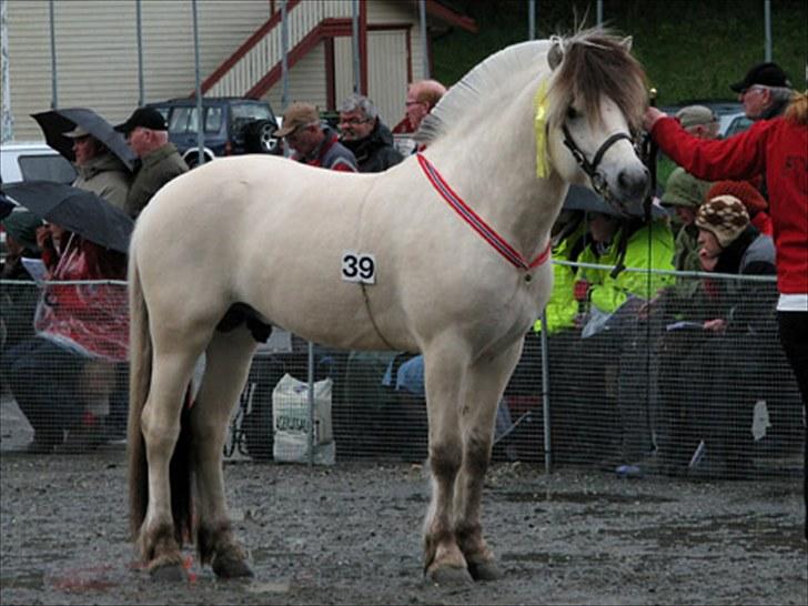 Fjordhest FinFin  (HINGST) billede 6