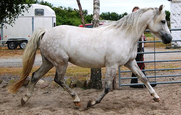Connemara Dambæksgårds Flash Fasion - 26 juni 2010 billede 6
