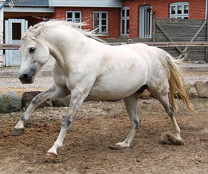 Connemara Dambæksgårds Flash Fasion - Skal lige vise sig lidt, når der kommer en ny hest på folden.. Juni 2010 billede 7