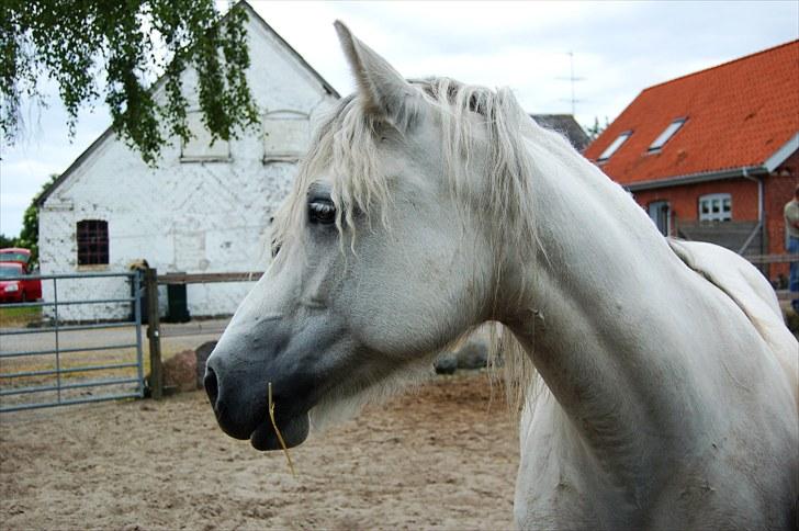 Connemara Dambæksgårds Flash Fasion - igen 26 juni 2010 billede 8