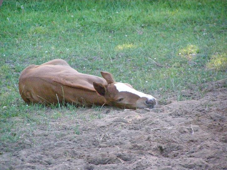 Anden særlig race Rødebæk´s Future Fantasi - Første dag i verden er hård. billede 1