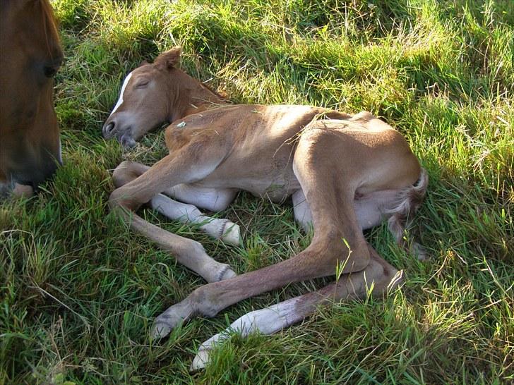 Anden særlig race Rødebæk´s Future Fantasi billede 2