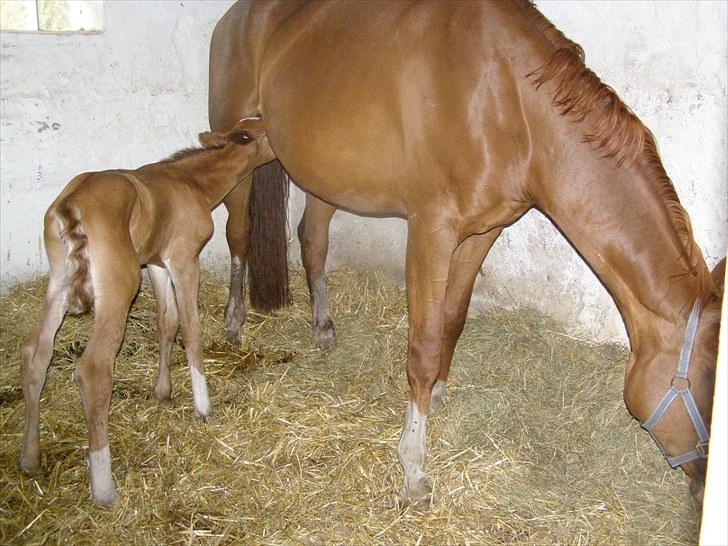 Anden særlig race Rødebæk´s Future Fantasi - Man får sig lige en lille tår imens mor spiser. billede 3