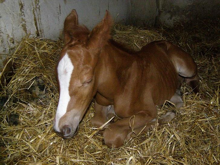 Anden særlig race Rødebæk´s Future Fantasi billede 4