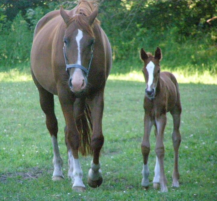 Anden særlig race Rødebæk´s Future Fantasi - Og afsted det går...  billede 5